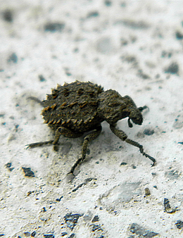 Brachycerus muricatus