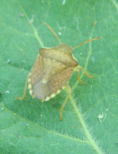 Holcostethus strictus