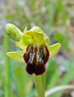 Ophrys fusca lupercales x Ophrys Massiliensis