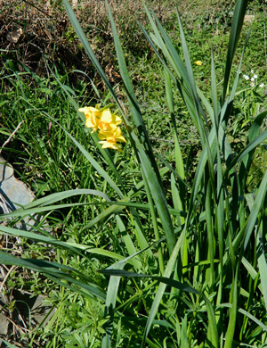 Narcissus Jonquilla
