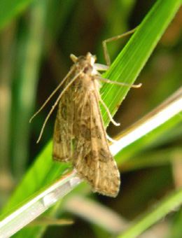  Nomophila noctuella