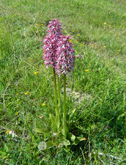 Orchis angusticruris