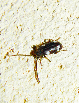 Ptinus cf. quadripunctatus